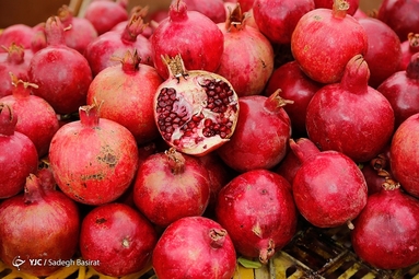 برداشت انار از باغات شهرضا