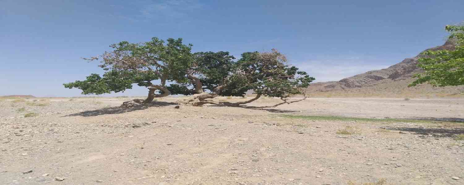 چشمه آب توت